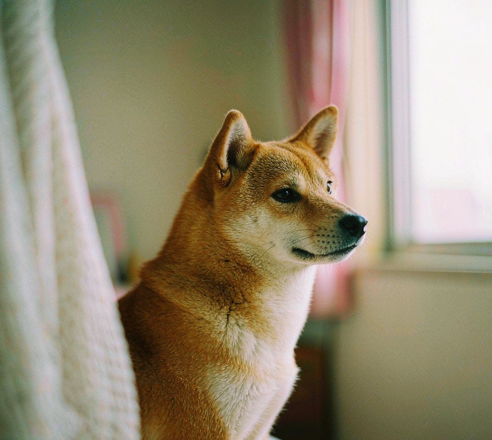 复古胶片风格的柴犬 · 赤肖像